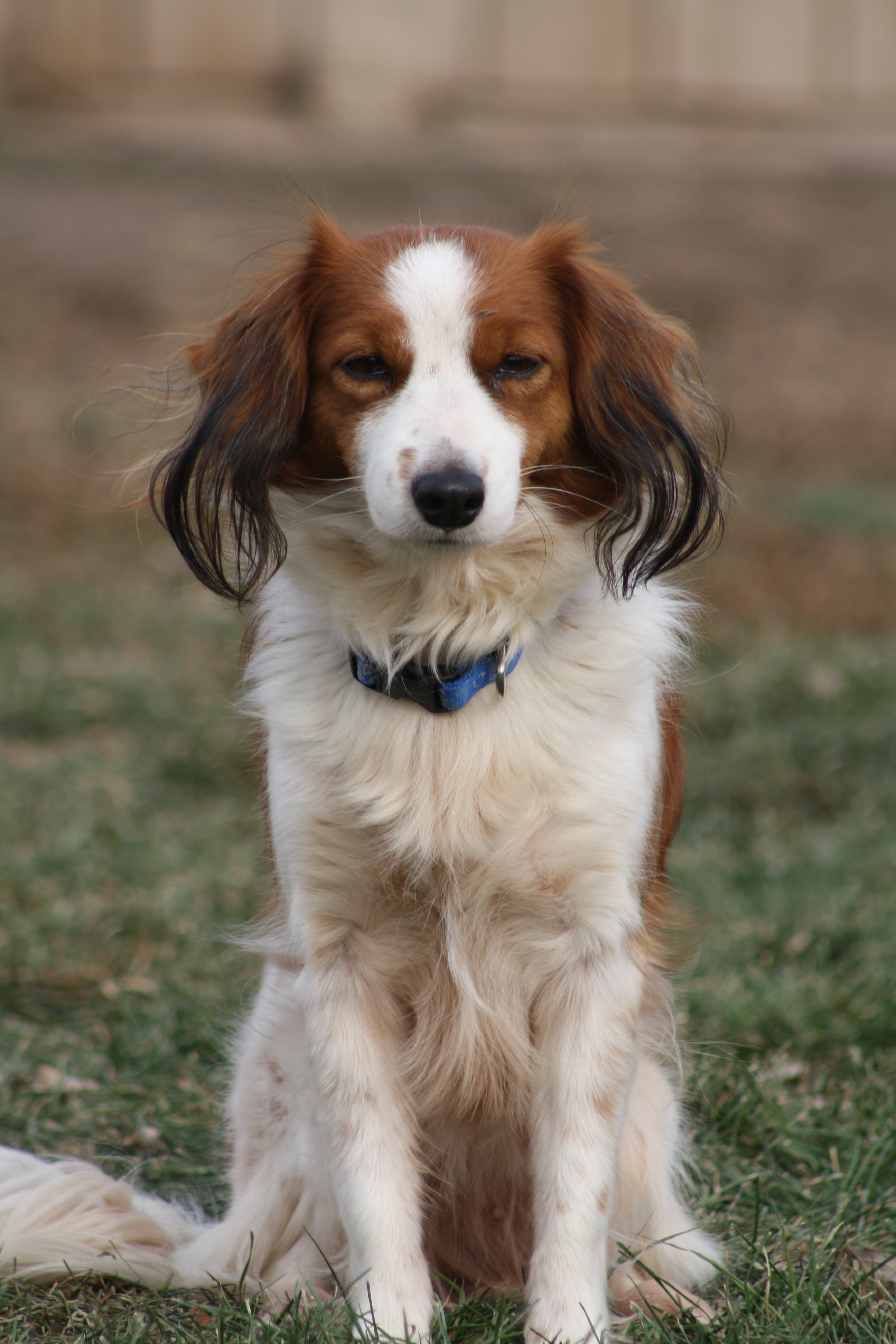 dog breed kooikerhondje