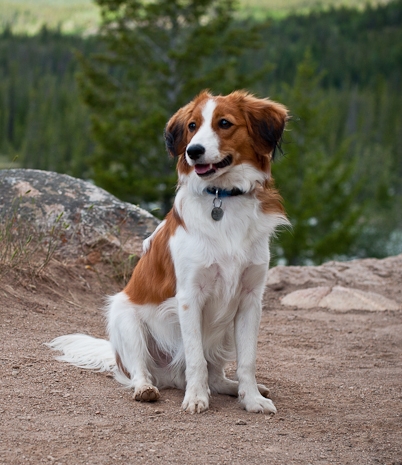 ambermoon kooikerhondje