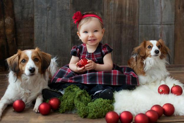 AMBERMOON KOOIKERHONDJE