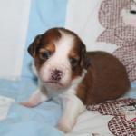 Watermelon two weeks girl