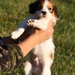 Captain 5 weeks 