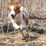 Halle loves to chase rabbits 