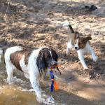 Baby Rocket loves to play at the beach