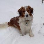 Wagner our Canadian boy loves the snow