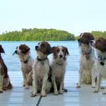 Our Kooikers love Rainbow Lake