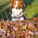 Duncan loves leaves