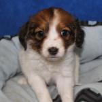Jackie girl pup