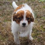 TIto 7 weeks 