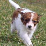 Tito 7 weeks 2