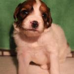 Tito 2 weeks boy