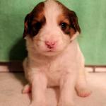 Michael 2 weeks boy