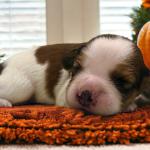Mrs Kensington 1 week