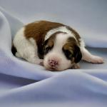 Dr Evil 2 weeks