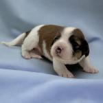 Foxxy Cleopatra 2 weeks 