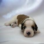 Mrs Kensington 2 weeks