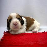 Austin Powers 3 weeks