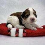 Dr Evil 3 weeks 