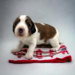 Foxxy Cleopatra 3 weeks