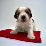 Mrs Kensington 3 weeks