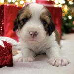 Austin Powers 4 weeks