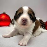Dr Evil 4 weeks
