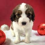 Foxxy Cleopatra 4 weeks