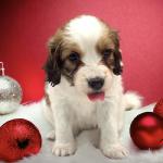 Mrs Kensington 4 weeks