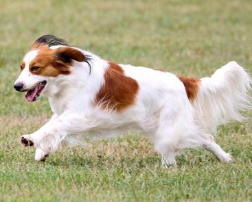 kooikerhondje for sale near me