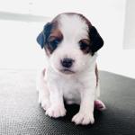 Nils (Black) 3 weeks