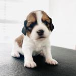 Rein (blue) 3 weeks