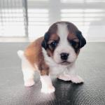 Owen (Red) 3 weeks