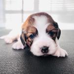 Daan (Green) 3 weeks