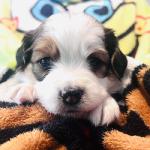Nils (Black) 4 weeks boy
