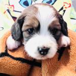Daan (Green) 4 weeks boy