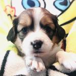 Rein (blue) 4 weekw boy