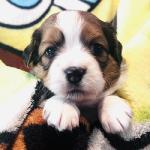 Owen (red) 4 weeks boy