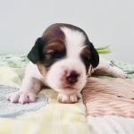 Green (Daan) 10 days