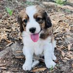 Daan 6 Weeks Green