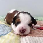 Black (Nils)10 days