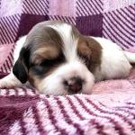 Rein 2 weeks (blue)