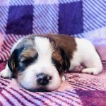 Red 2 weeks (Owen) 