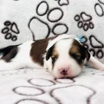 COOL BLUE 10 days boy