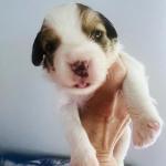 COOL BLUE BOY 14 DAYS