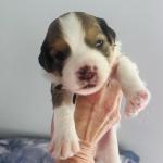 BLACK BERRY WAVE BOY 14 DAYS