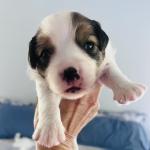 RIPTIDE RUSH BOY 14 DAYS