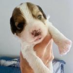 WHITE LIGHTNING GIRL 14 DAYS