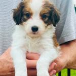 RIPTIDE RUSH 5 WEEKS BOY