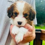 COOL BLUE 5 WEEKS BOY