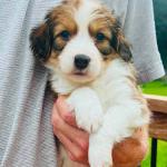 BLACKBERRY WAVE 5 WEEKS BOY