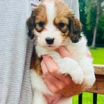 WHITE LIGHTNING 5 WEEKS GIRL